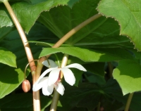 Podophyllum aurantiocaule aurantiocaule